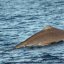 Sperm Whale in Ischia