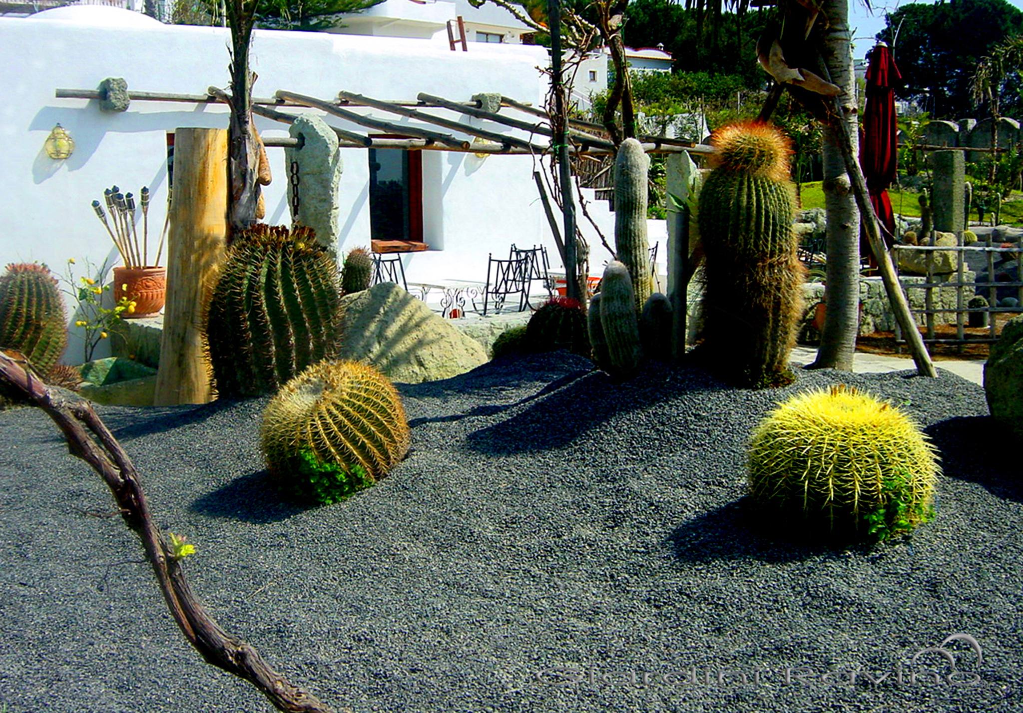 cactus lounge