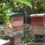 Le api di Ischia