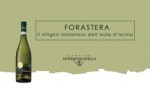 Cantine Mazzella - Forastera