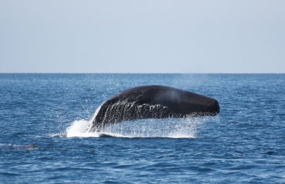 My frend the Sperm Whale