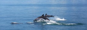 Delfini a largo di Ischia delfini