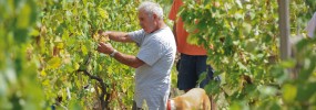 Antonio e Nicola - L’azienda Mazzella a Campagnano Antonio e Nicola - L’azienda Mazzella a Campagnano