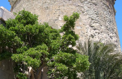 Museo Maltese Torrione-2238
