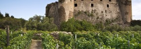 The Castle vineyard castello vino