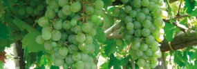 Campotese grape Uva-campotese